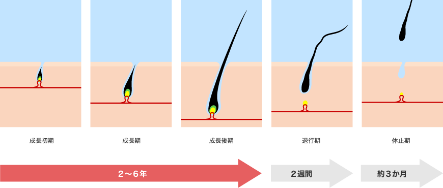 効果に時間差がある理由