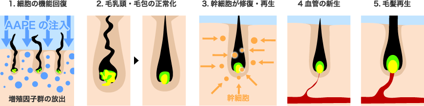 効果1：細胞の活性