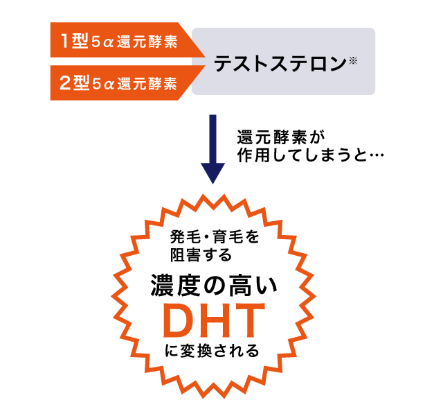 還元酵素が作用してしまうと…発毛・育毛を阻害する濃度の高いDHTに変換される