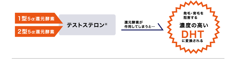 還元酵素が作用してしまうと発毛・育毛を阻害する濃度の高いDHTに変換される