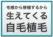 毛根から移植するから生えてくる自毛植毛