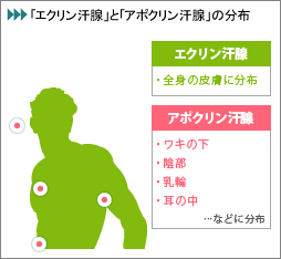 ワキガの原因は「人の皮膚から発生する汗」です